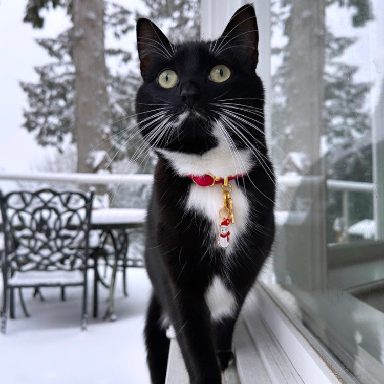 Chili Red Cotton Cat Collars by Pawsome Couture Thumbnail