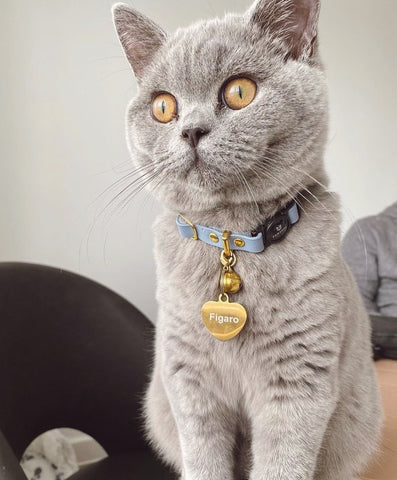 Cat wearing collar with cat id tag