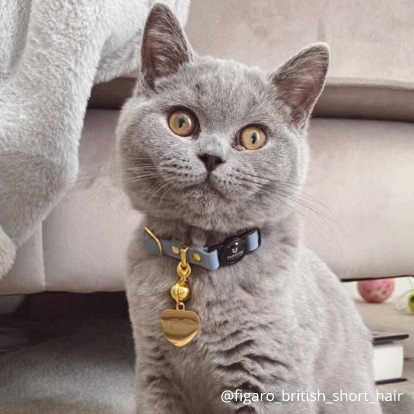 Slate Blue Leather Cat Collars by Pawsome Couture Thumbnail