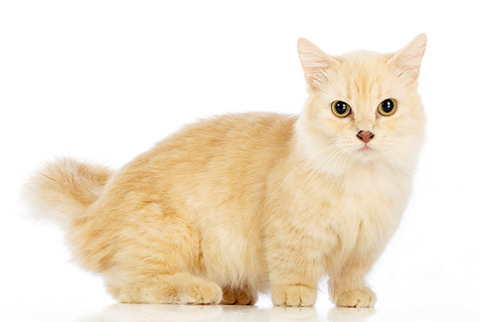 MUNCHKIN CATS? ARE THEY WORTH THE HYPE? –