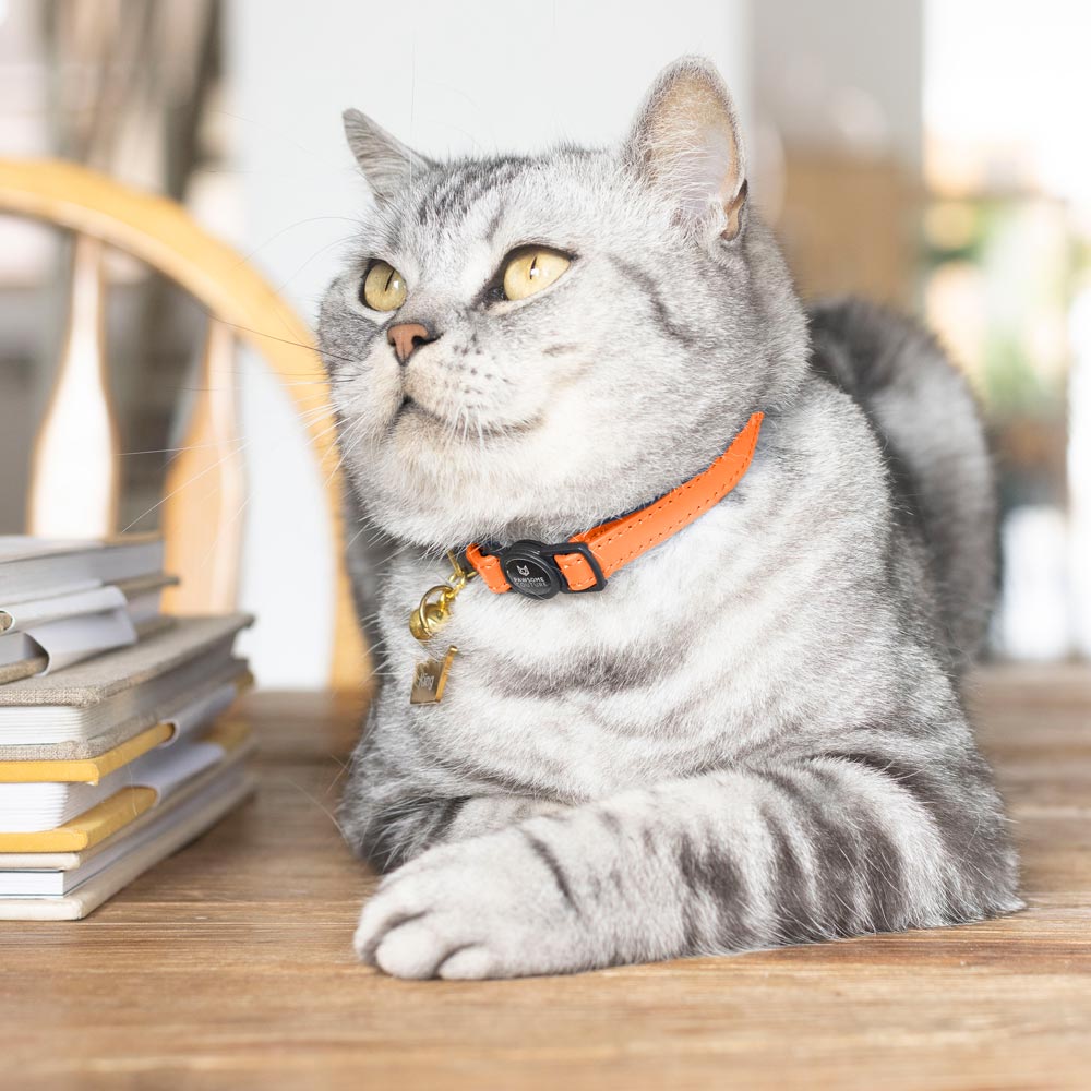 Orange Luxury Leather Cat Collars by Pawsome Couture Thumbnail