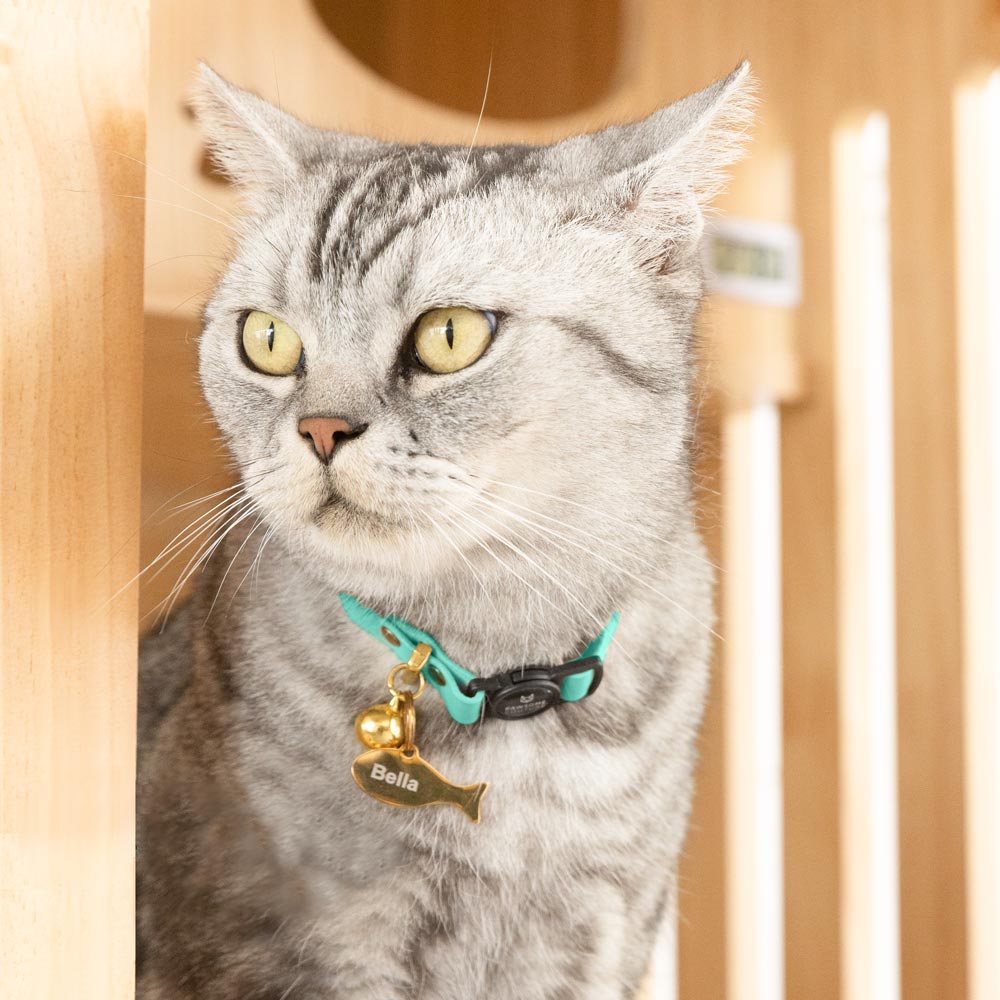 Turquoise Leather Cat Collars by Pawsome Couture Thumbnail