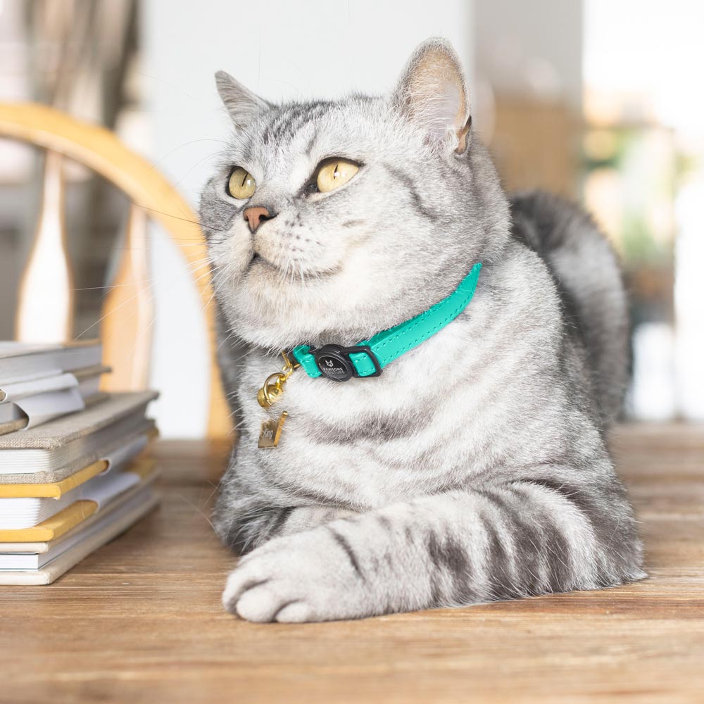 Turquoise Luxury Leather Cat Collars by Pawsome Couture Thumbnail