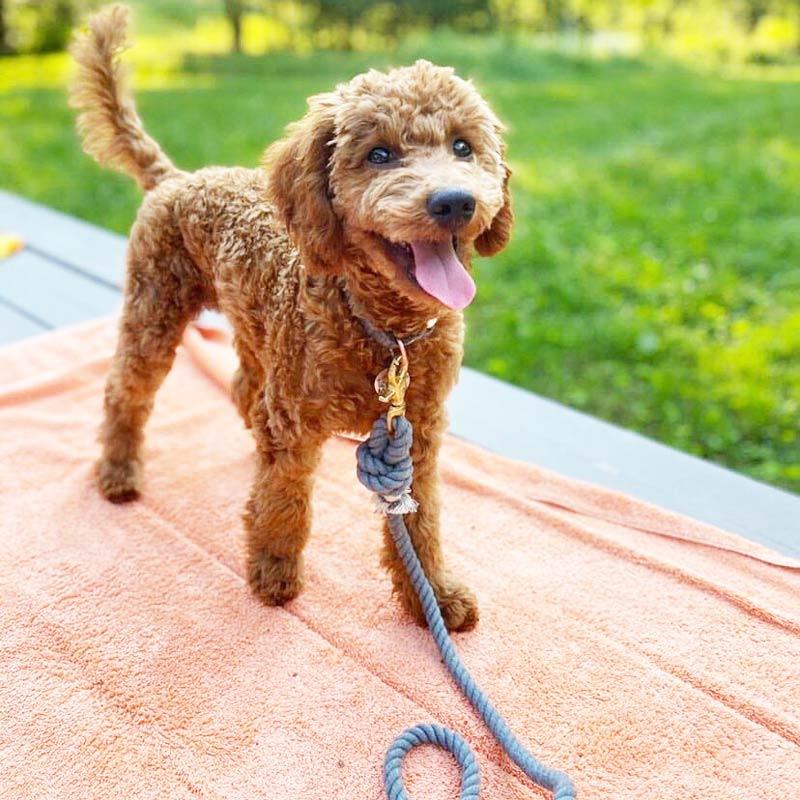 cotton dog leash