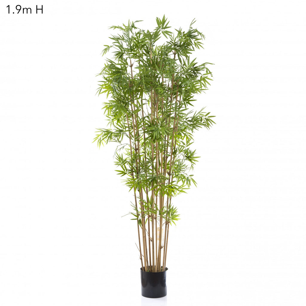 Japanese Bamboo Tree 1 9m Interiors Online