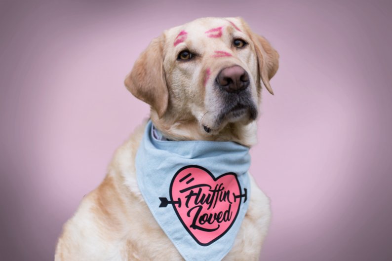 MyCanineLife Photo of a lab retriever pup wearing a "Fluffin Loved" dog bandana.