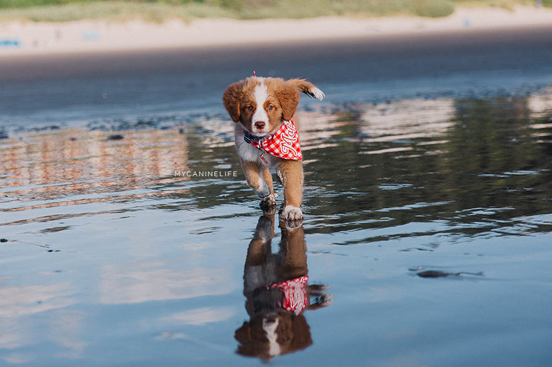 Puppy running. How to take awesome instagram pics of your dog. Blog post by Hana Kim from @mycaninelife for Clive and Bacon 