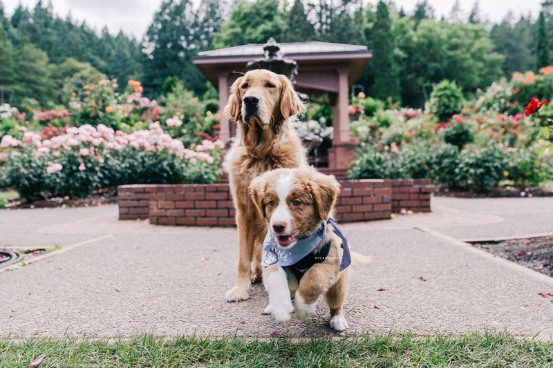 Puppy running. How to take awesome instagram pics of your dog. Blog post by Hana Kim from @mycaninelife for Clive and Bacon 