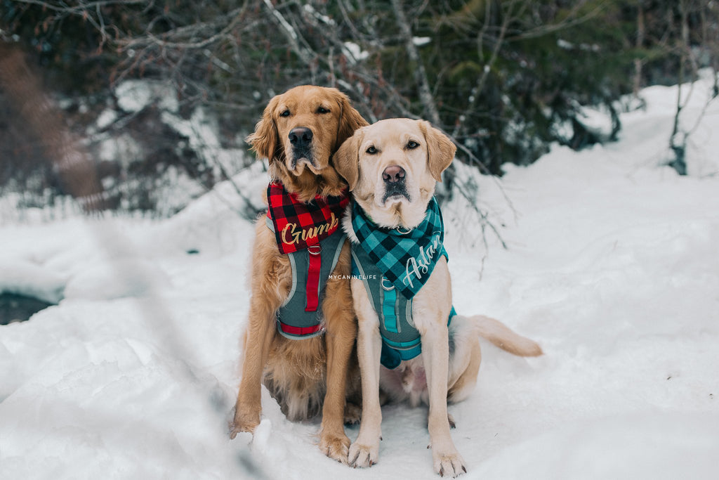 Two dogs in the snow. How to take awesome instagram pics of your dog. Blog post by Hana Kim from @mycaninelife for Clive and Bacon 