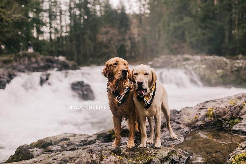Two dogs in front of a waterfall. How to take awesome instagram pics of your dog. Blog post by Hana Kim from @mycaninelife for Clive and Bacon 