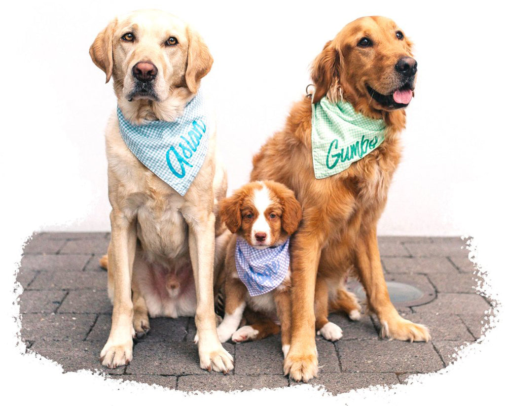 Three dogs sitting. HOW TO TAKE AWESOME PHOTOS OF YOUR DOG FOR INSTAGRAM | GUEST POST BY HANA @MYCANINELIFE