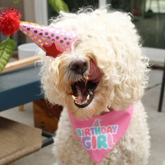 a Doodle mix dog licking lips. She is wearing a birthday hat and a pink birthday girl bandana.