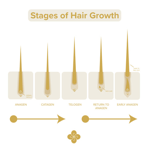 Stages Of Hair Growth
