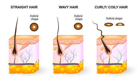 Hair Follicle Shape and Angle