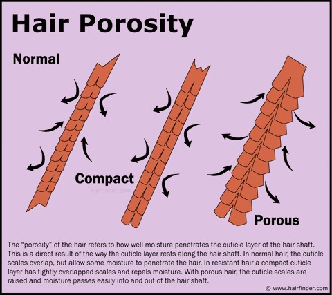 Porous Hair Meaning  What is Hair Porosity  Hey Stacey