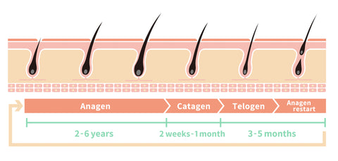 hair regrowth cycle