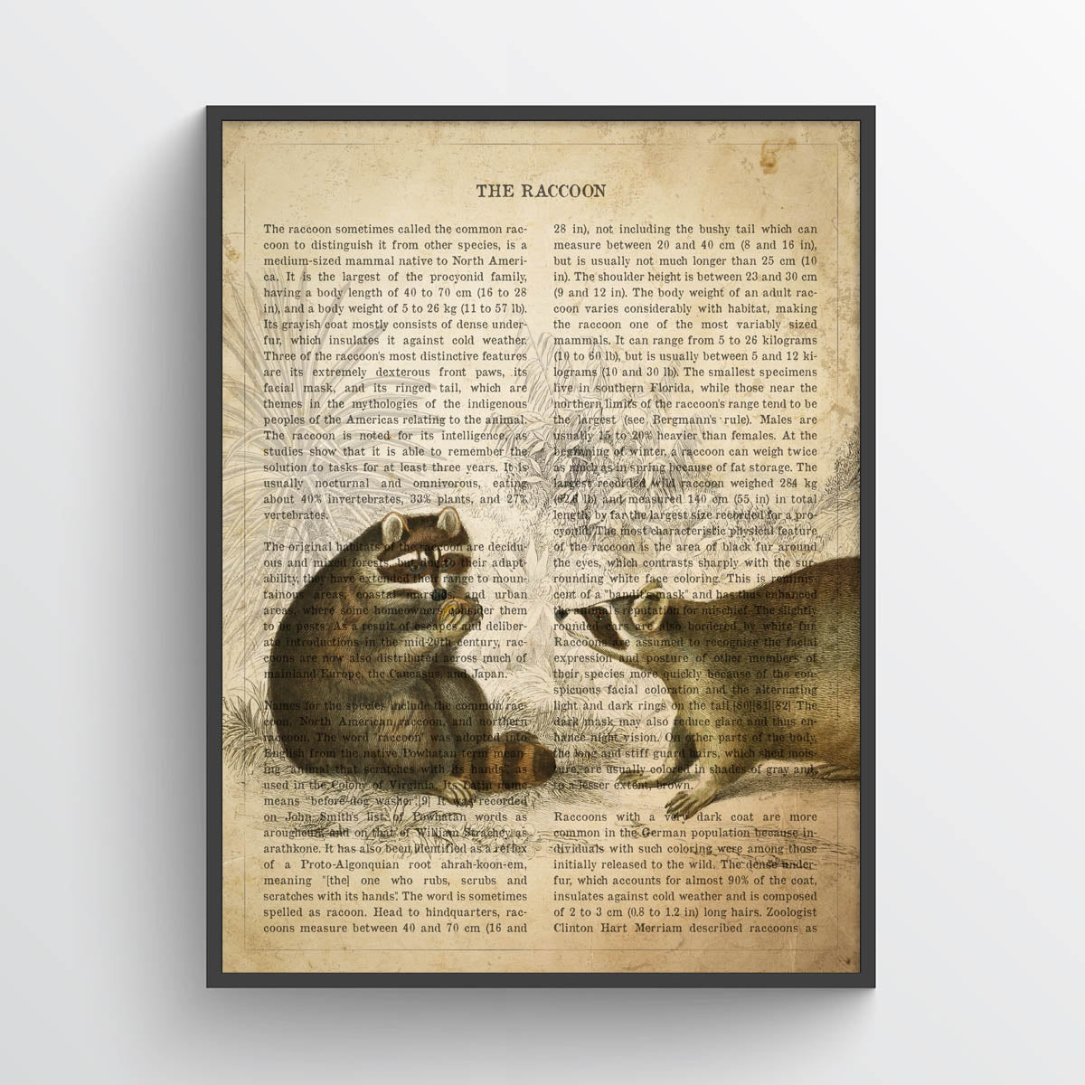 raccoon illustration vintage