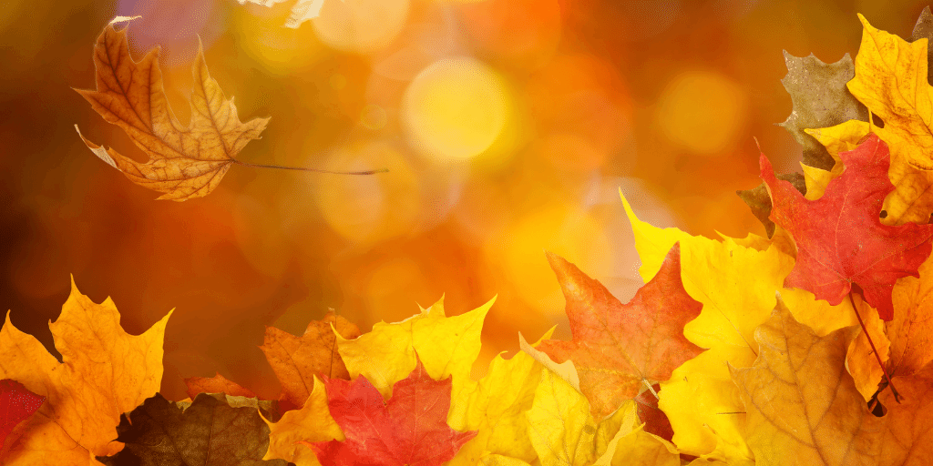 How to take care of your skin in the Autumn Evolve Organic Beauty