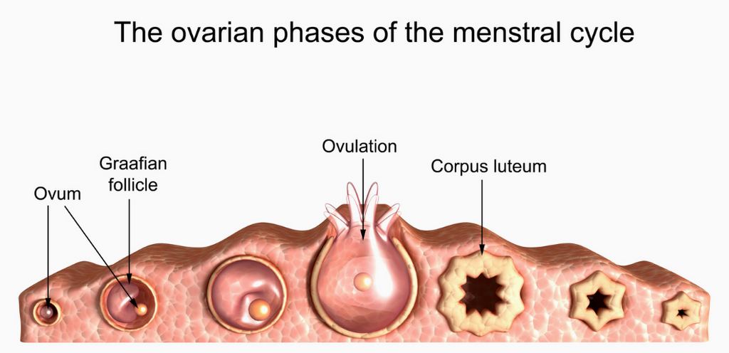 Ovulation phase Evolve Organic Beauty