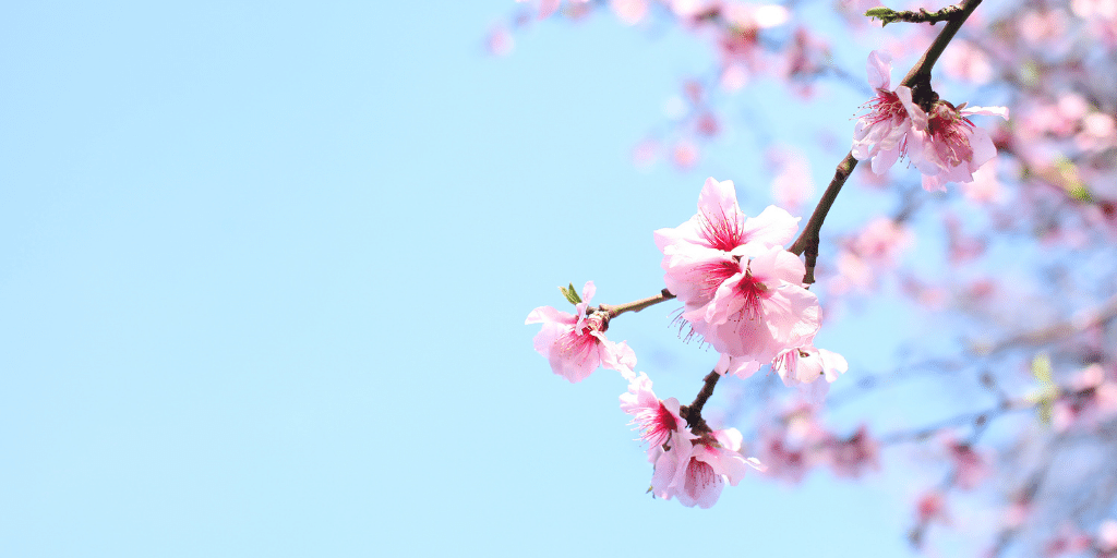 How Springtime Allergies Affect the Skin Evolve Organic Beauty