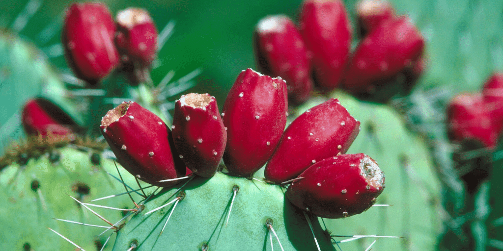 Prickly Pear