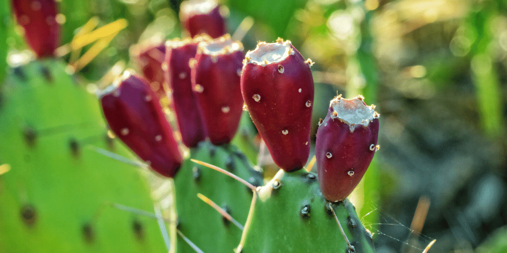 Prickly Pear Age Defense Facial Treatment Oil