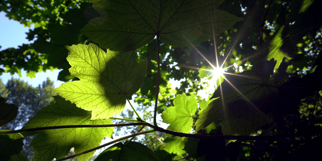 vitamin d sun