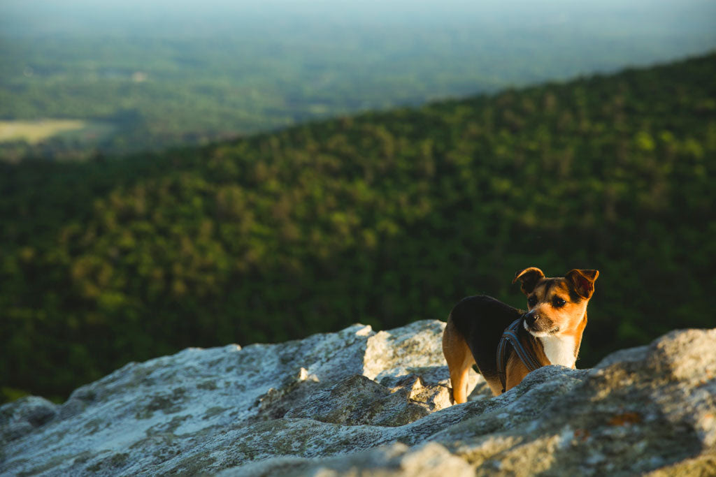 The Citizen Canine Dog Treat Bag | TOM BIHN