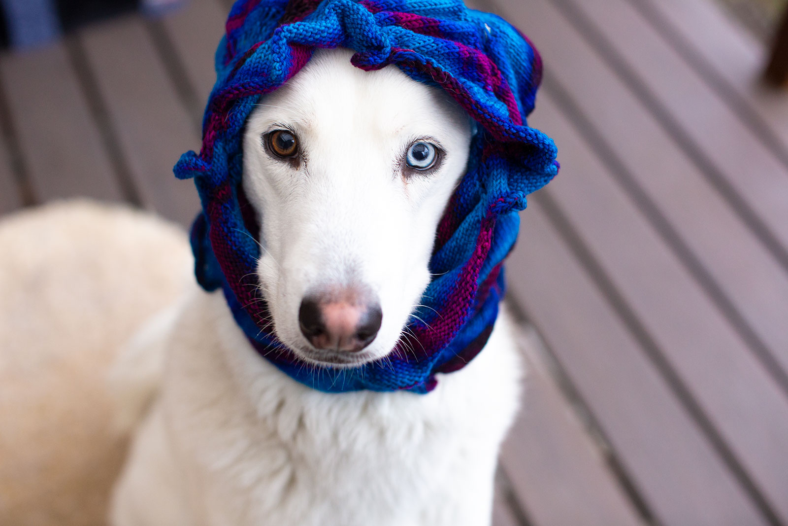 Husky dog wearing a cowl: it's covering his ears and he's looking right into the camera, all cute!