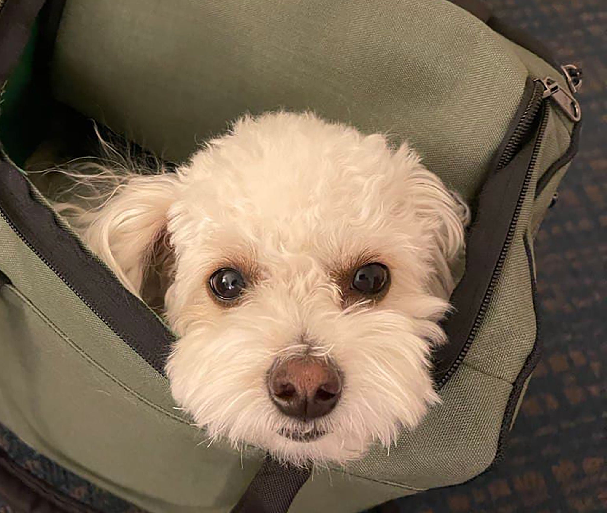 A small white dog is inside of a rough prototype of a new tote backpack design.
