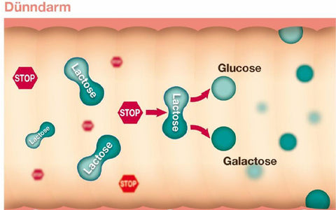 Lactose intolerance, LACTOSTOP 5,500 FCC tablets click dispenser