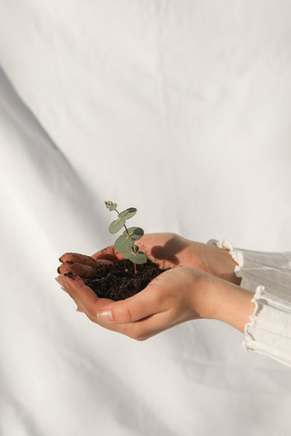 A person holding a small plant in their hand