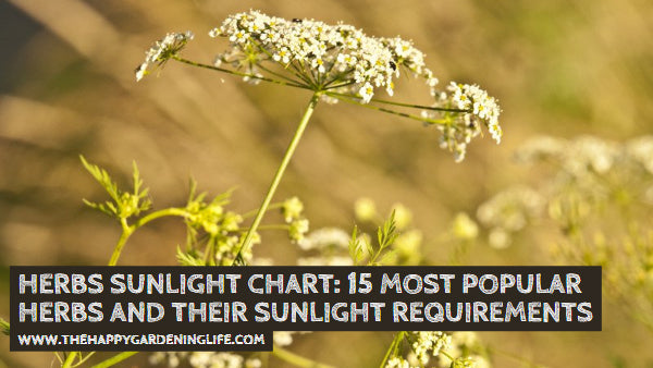 Herbs Sunlight Chart