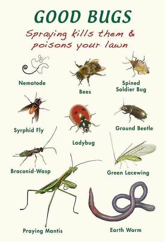 list of beneficial insects