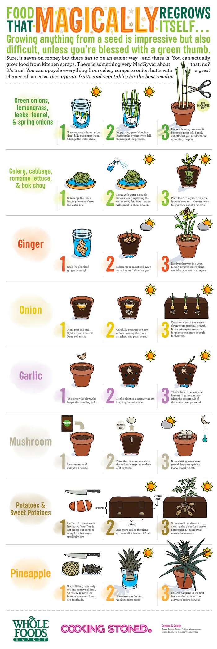 how to regrow food scraps