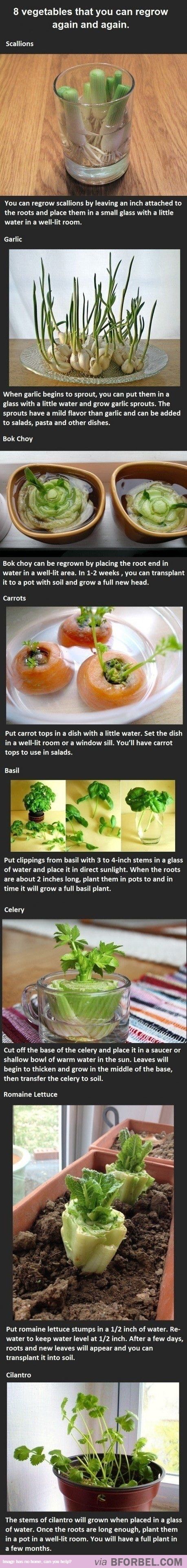 how to regrow vegetables from scraps