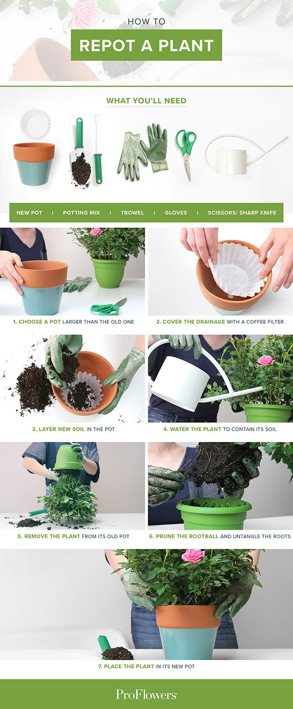 steps-to-repot-a-plant