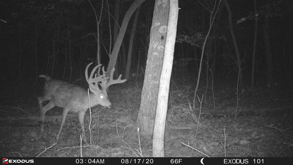 trail-camera