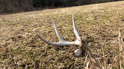 whitetail shed