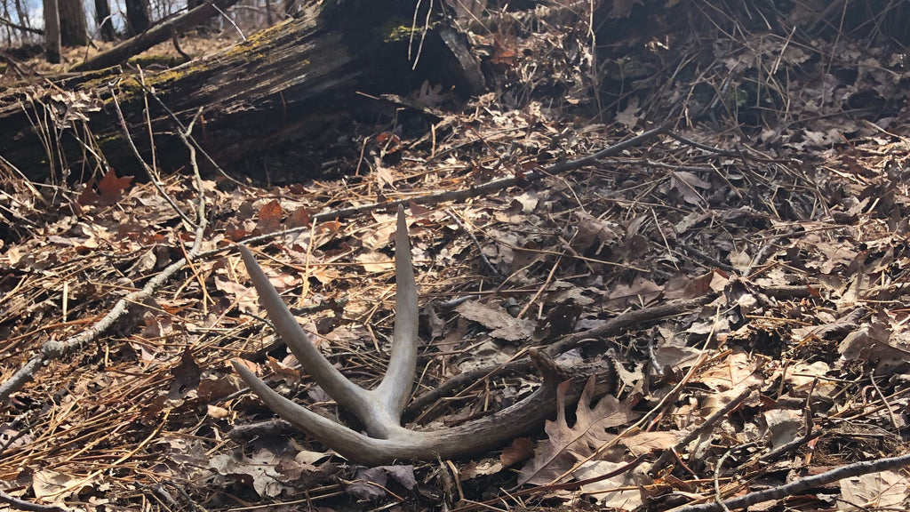 HOW TO FIND MORE SHEDS BY SHED HUNTING CRITICAL LOCATIONS
