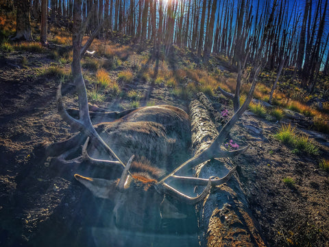colorado-elk-hunting
