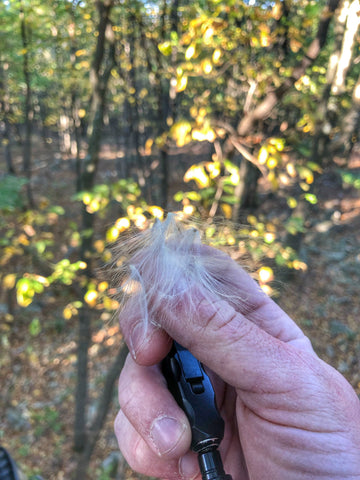 use-milkweed-wind-direction