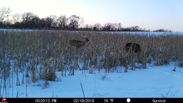 trail-camera-corn