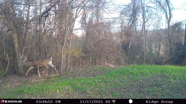 trail-camera