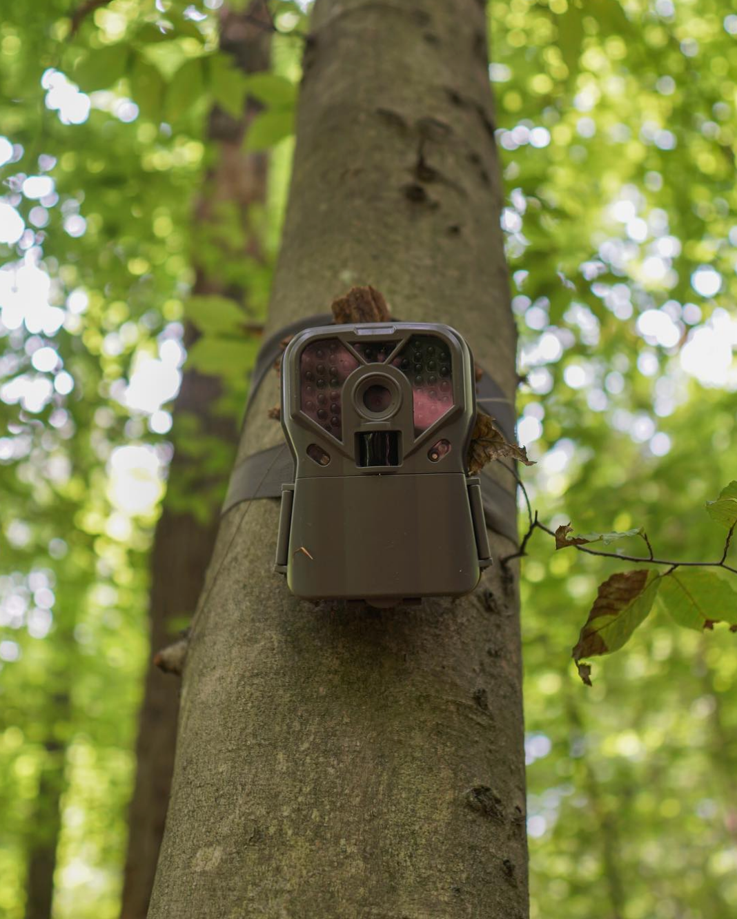 Screen Shot 2018 08 08 at 1.56.15 PM How Long Should You Wait To Check Your Trail Camera