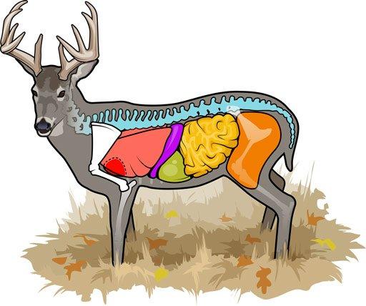 Whitetail-Deer-Anatomy