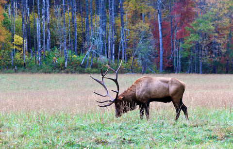 bull elk eating
