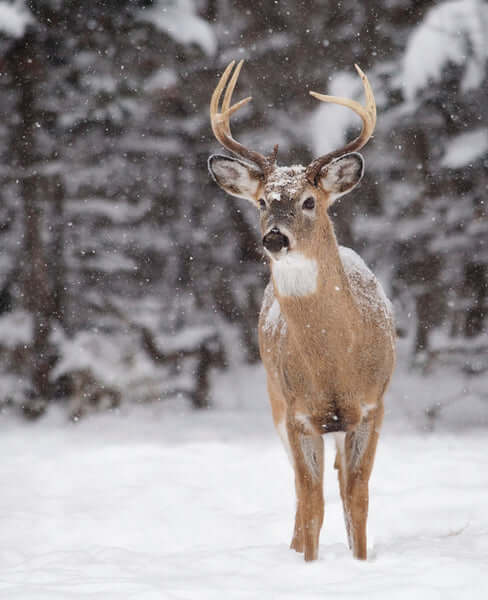 Whitetail-Buck-Deer-Frontal