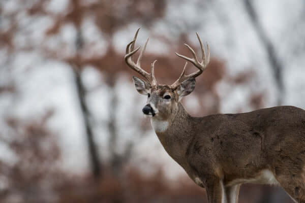 Whitetail-Buck-Shot-Placement