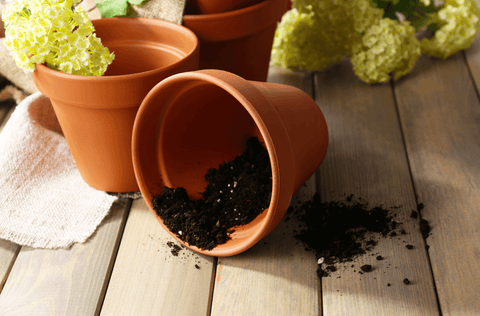 Sweetpea's Toronto Florist - Clay Pots for House Plants